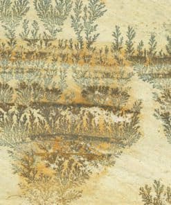 MINT FOSSIL